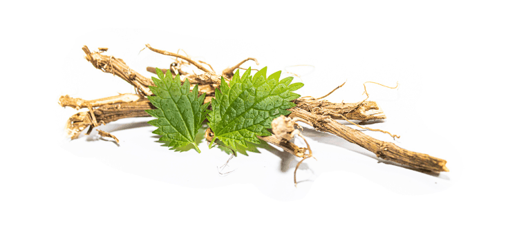 Nettle Root